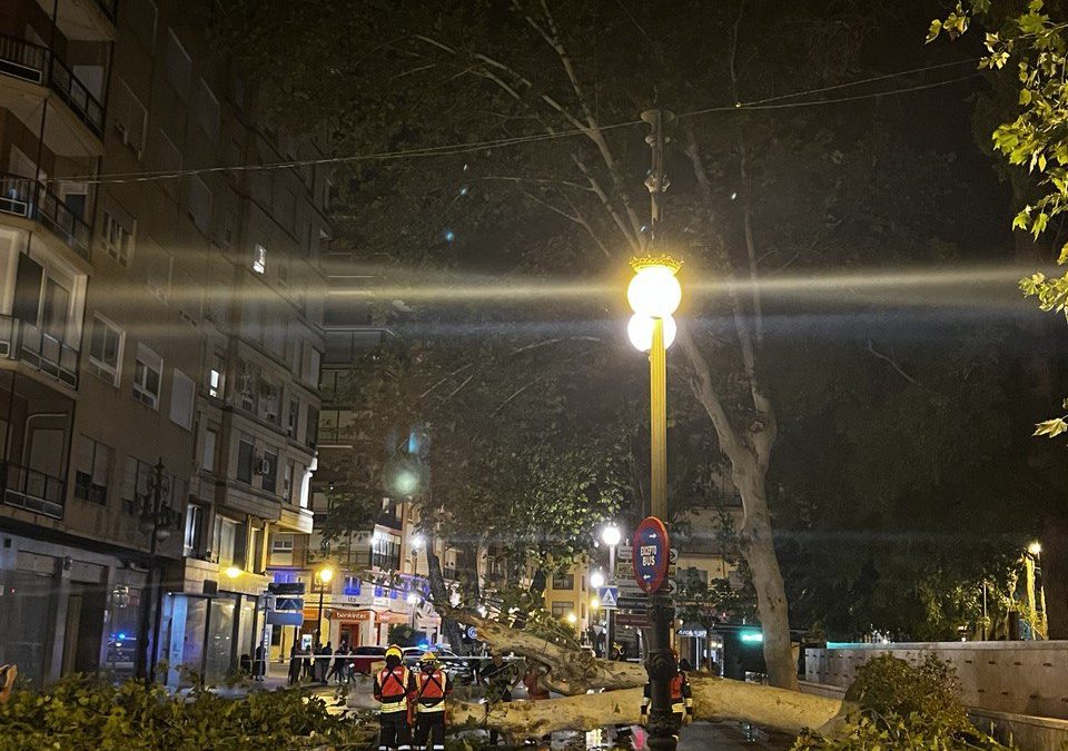 Cambiemos Orihuela denuncia que la Concejalía de Infraestructuras conocía desde hace un año que el árbol caído en la Glorieta se encontraba en una situación de riesgo moderado y que necesitaba una poda urgente